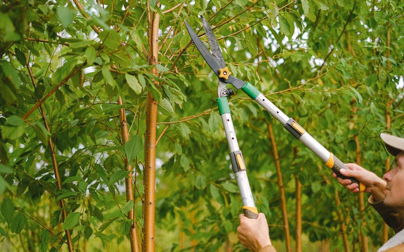 Tree trimming in Bovina Center, NY